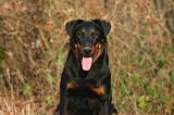 BEAUCERON 1037